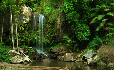 Queensland's tropical rainforest